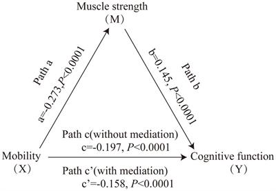 Mediating effect of lower extremity muscle strength on the relationship between mobility and cognitive function in Chinese older adults: A cross-sectional study